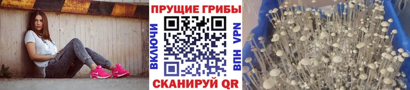 купить наркоту  Холмск  Псилоцибиновые грибы Psilocybine cubensis 